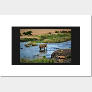 Elephant in the Crocodile River Posters and Art